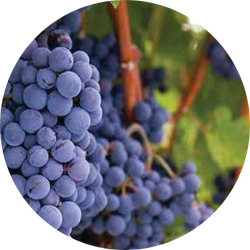 Grapes